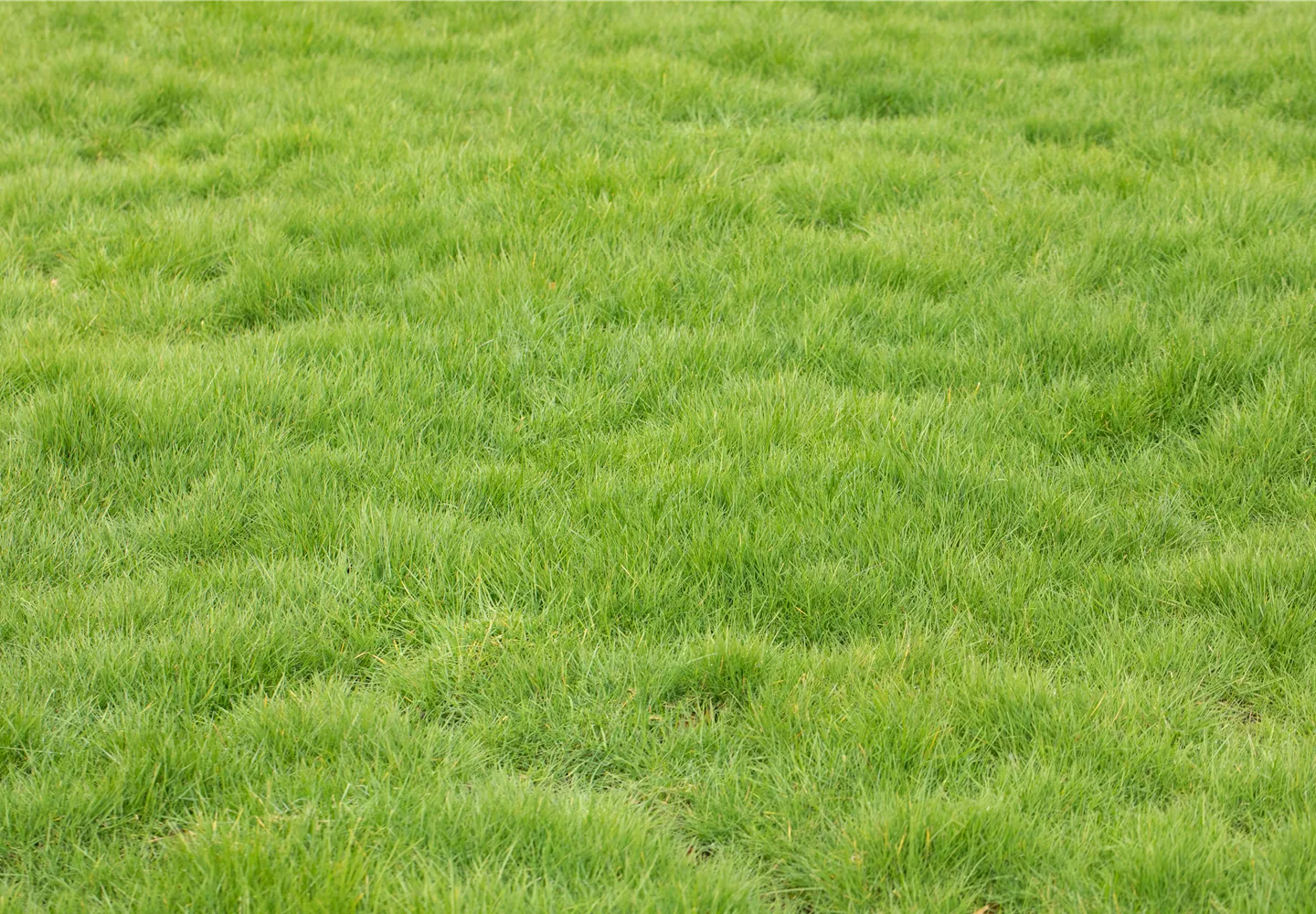 Der gepflegte Rasen