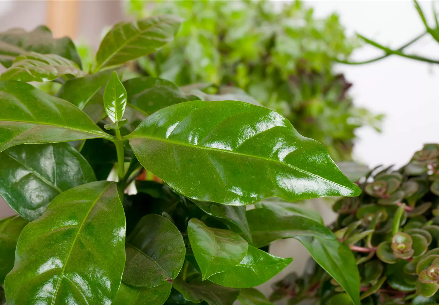 Eigener Kaffee aus dem Garten – das ist möglich