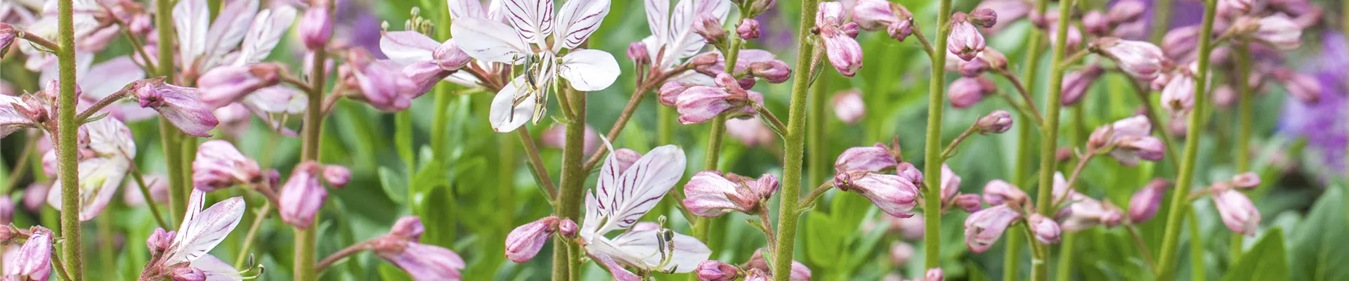 Dictamnus albus Dictamnus albus