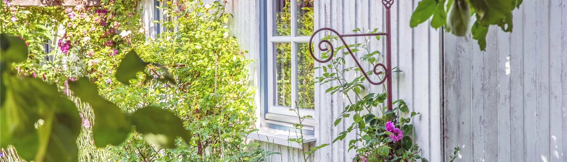 Hauswand mit Rosen Hauswand mit Rosen