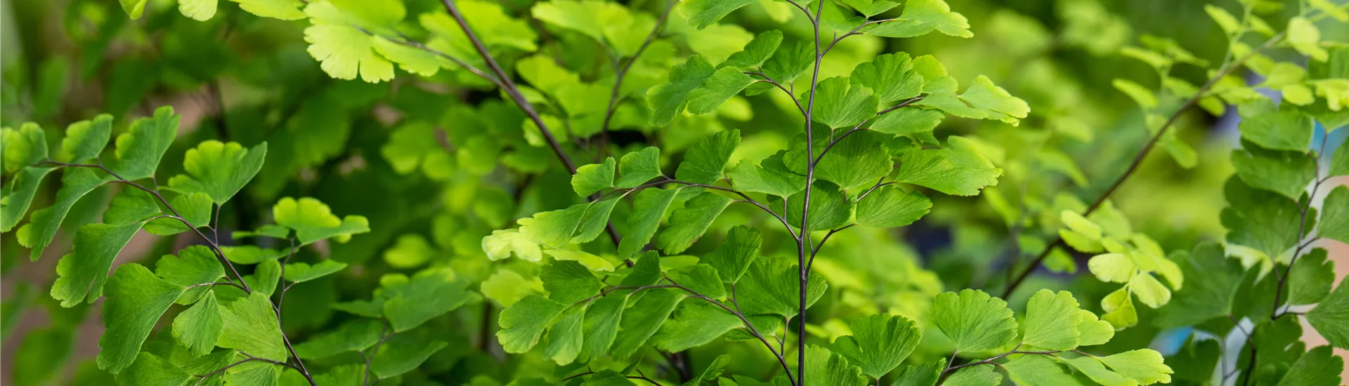Adiantum raddianum Adiantum raddianum
