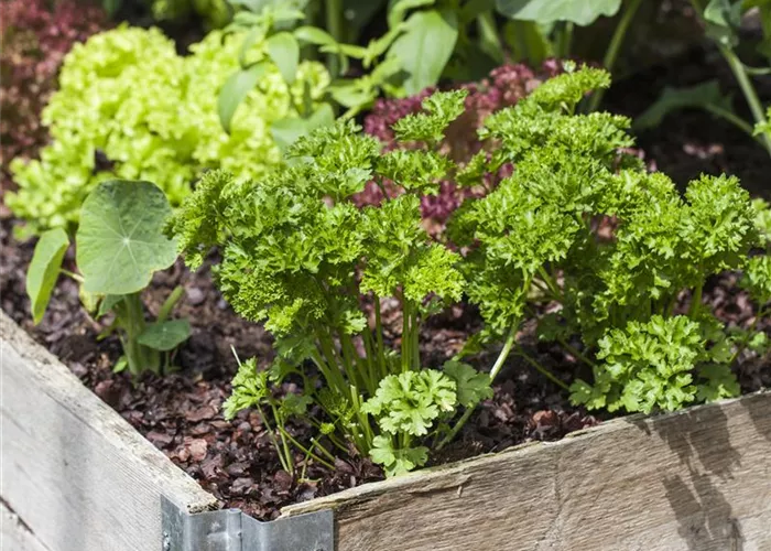 Das DIY-Hochbeet: nützlich, modern und super praktisch Das DIY-Hochbeet: nützlich, modern und super praktisch