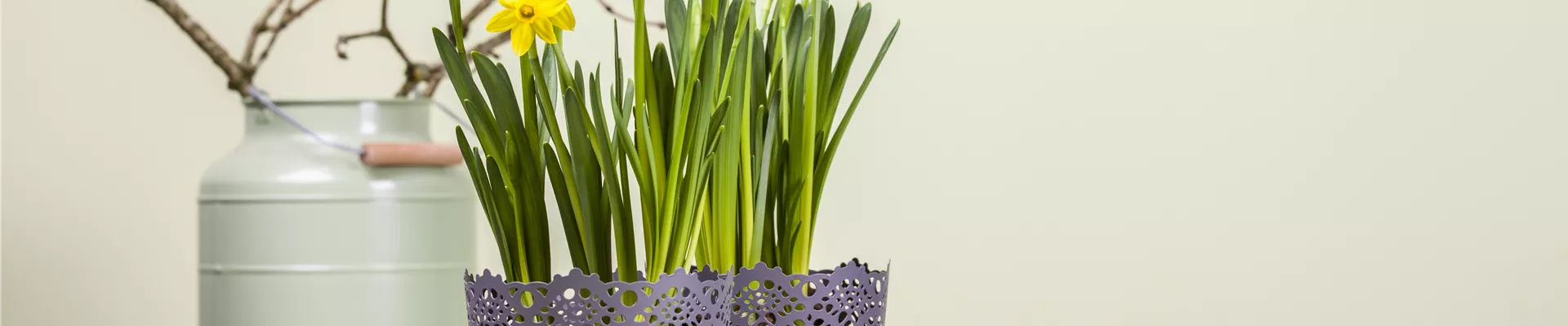 Narcissus, großkronig Narcissus, großkronig