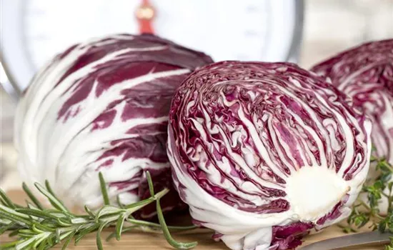 Herbstsalate: Frische aus dem eigenen Garten Herbstsalate: Frische aus dem eigenen Garten