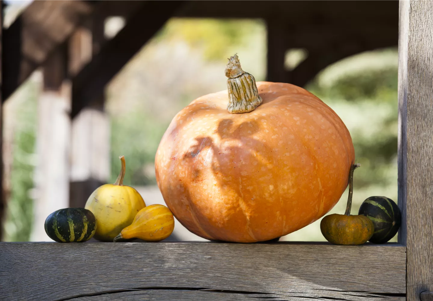 Kürbisernte Kürbisernte