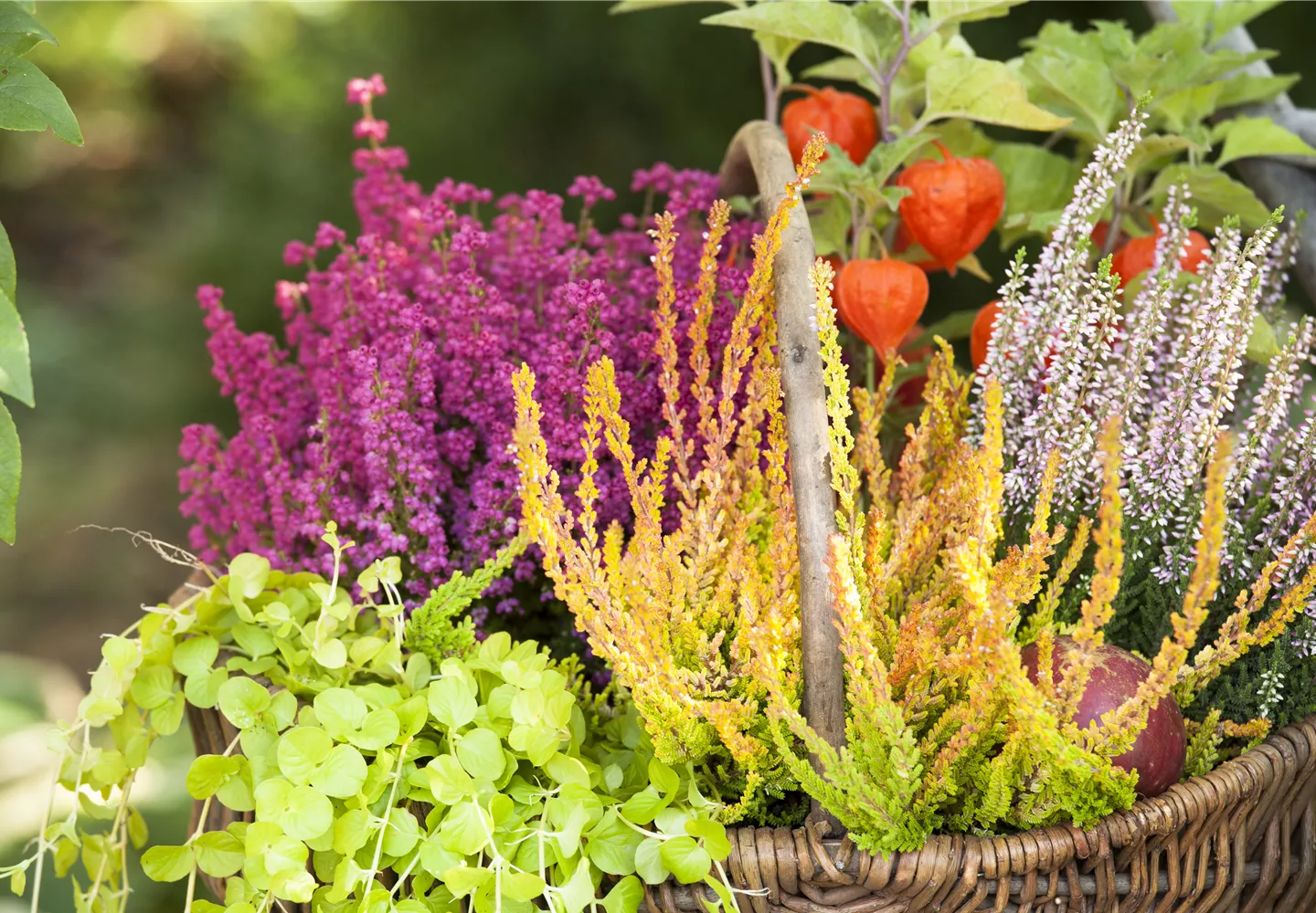 Ab in die Kiste! Herbstliche Deko mit Besenheide Ab in die Kiste! Herbstliche Deko mit Besenheide