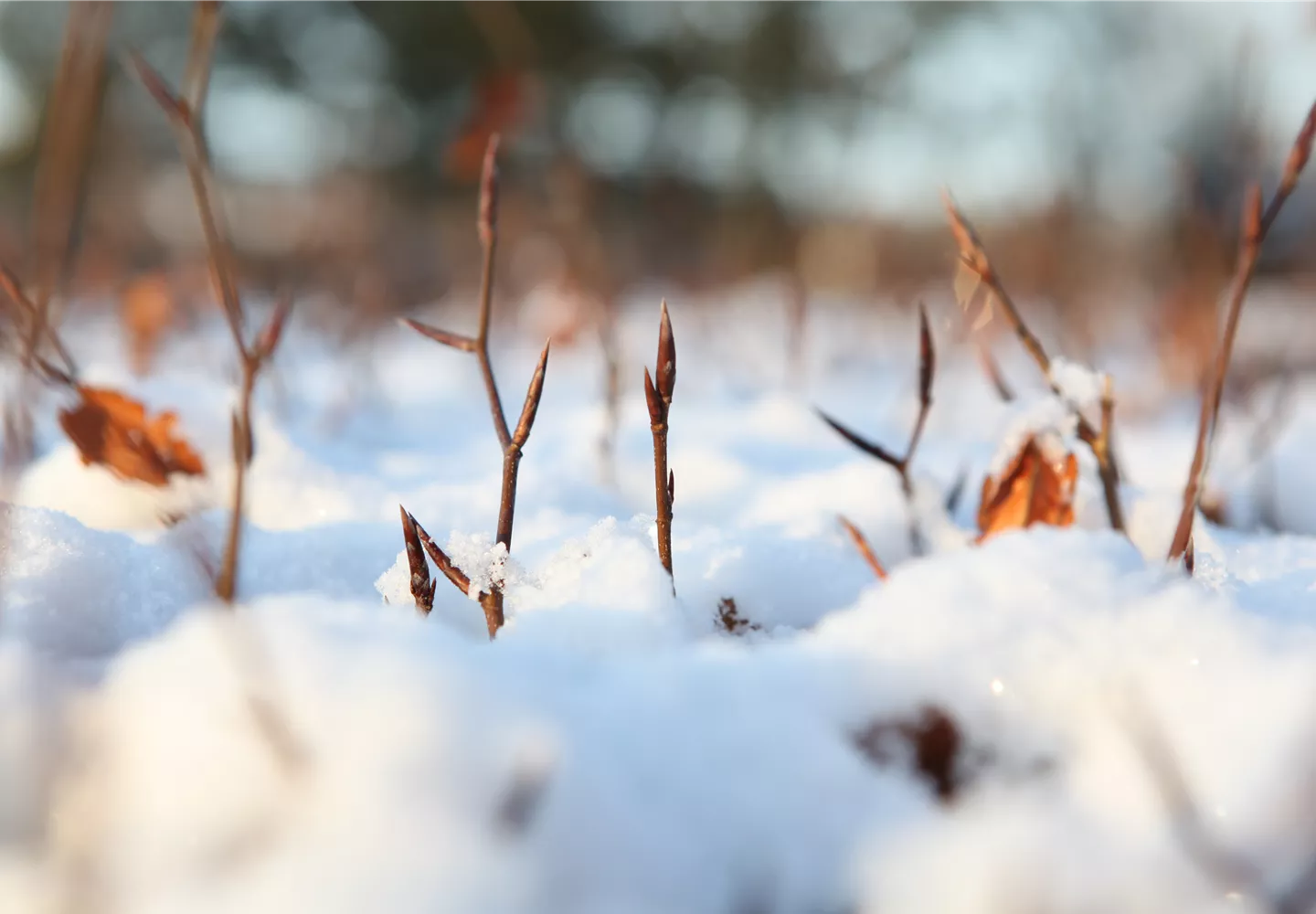 Den Garten winterfest machen Den Garten winterfest machen