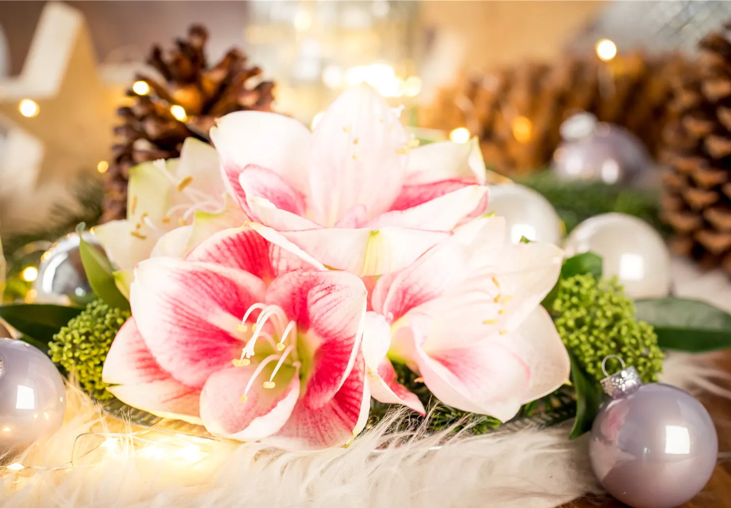 Amaryllis – weihnachtlicher Blütentraum Amaryllis – weihnachtlicher Blütentraum