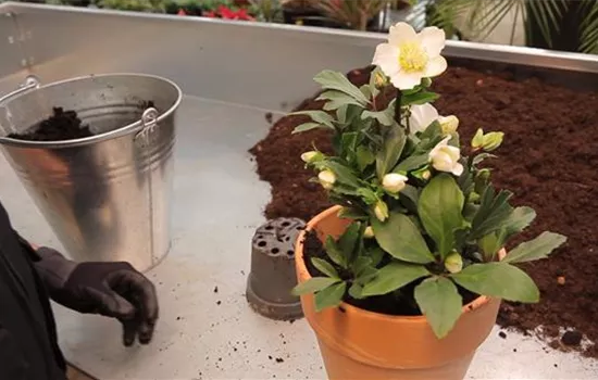 Christrose - Einpflanzen in ein Gefäß Christrose - Einpflanzen in ein Gefäß