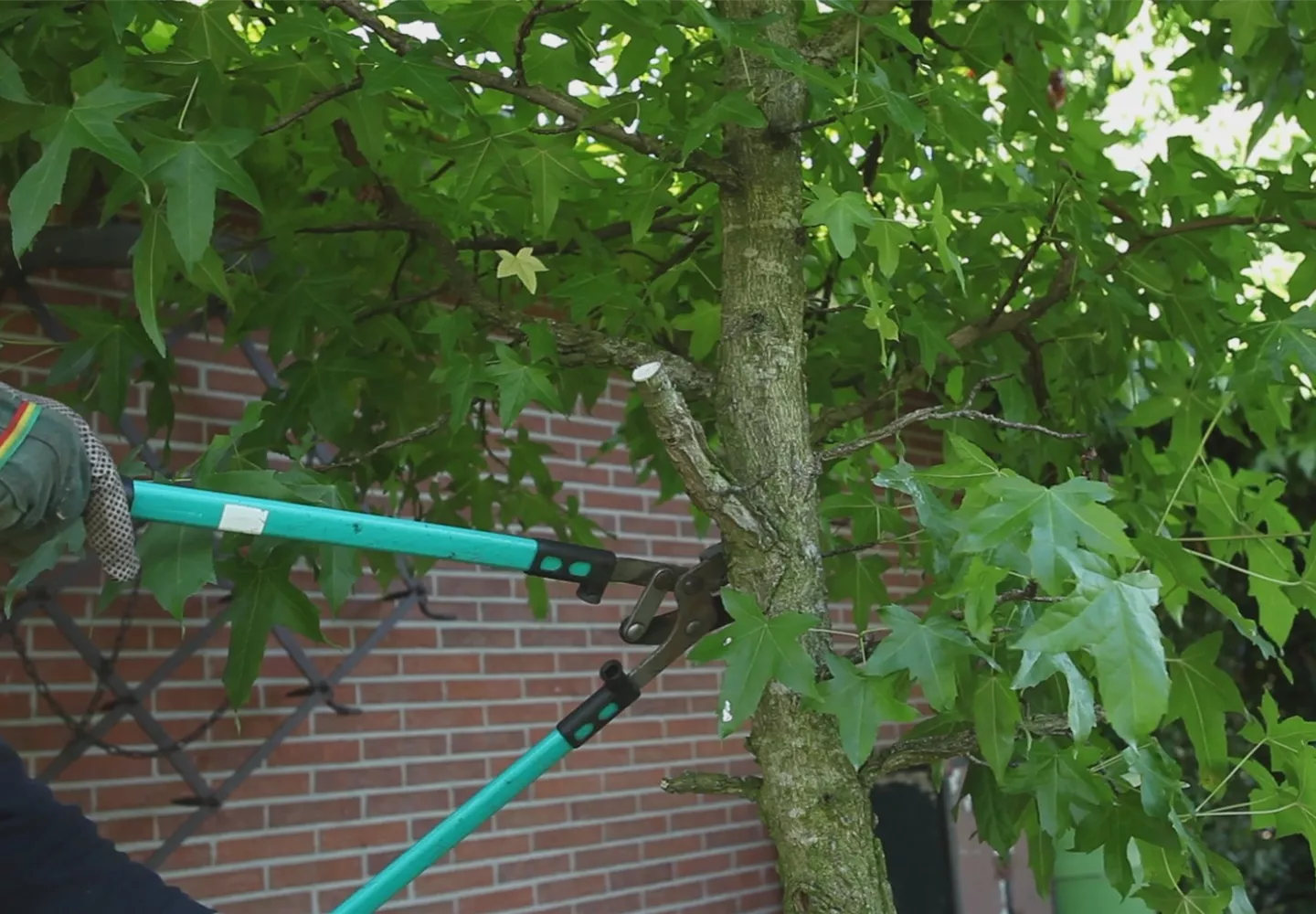 Laubgehölz - Zurückschneiden im Herbst