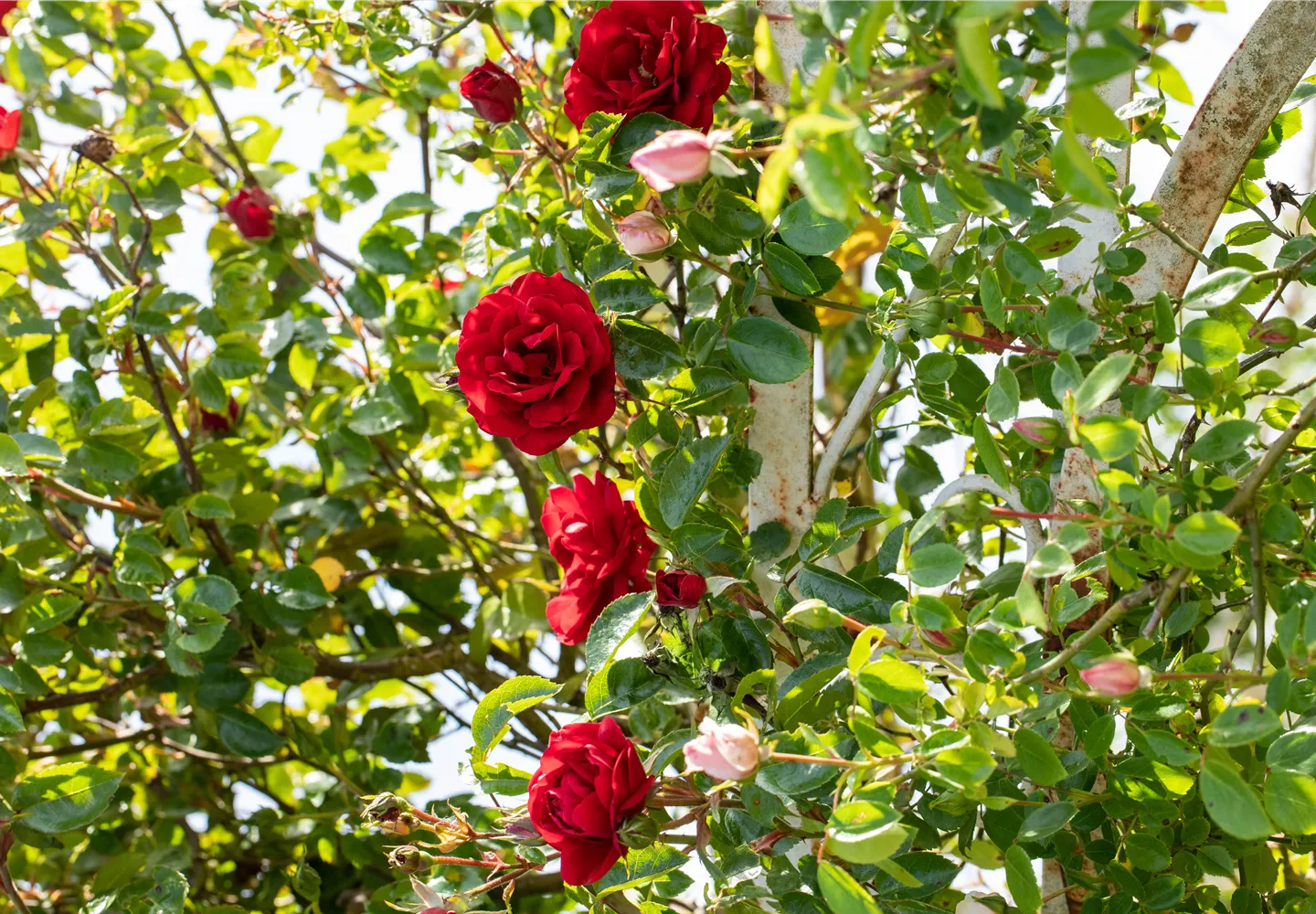 Veredelung von Rosen Veredelung von Rosen