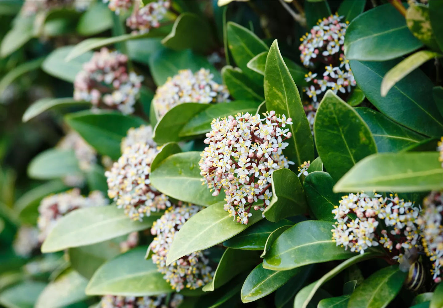 Vom Grünen und Blühen im Schnee Vom Grünen und Blühen im Schnee
