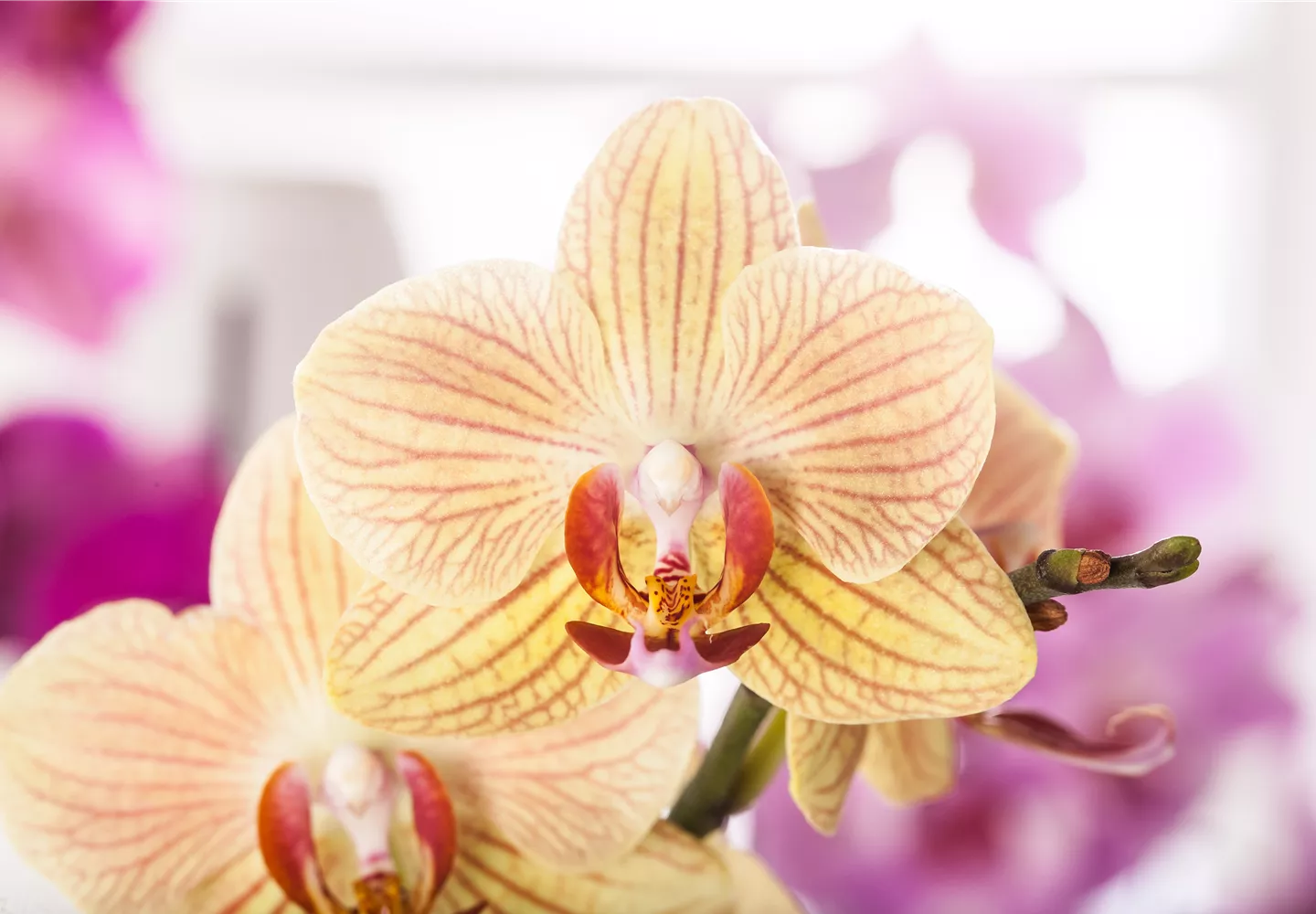 Exotik am Fensterbrett Exotik am Fensterbrett