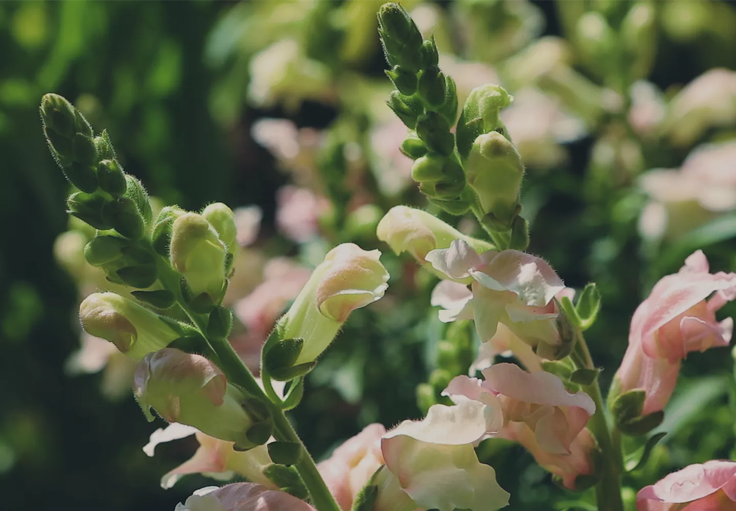 Löwenmaul - Einpflanzen im Garten