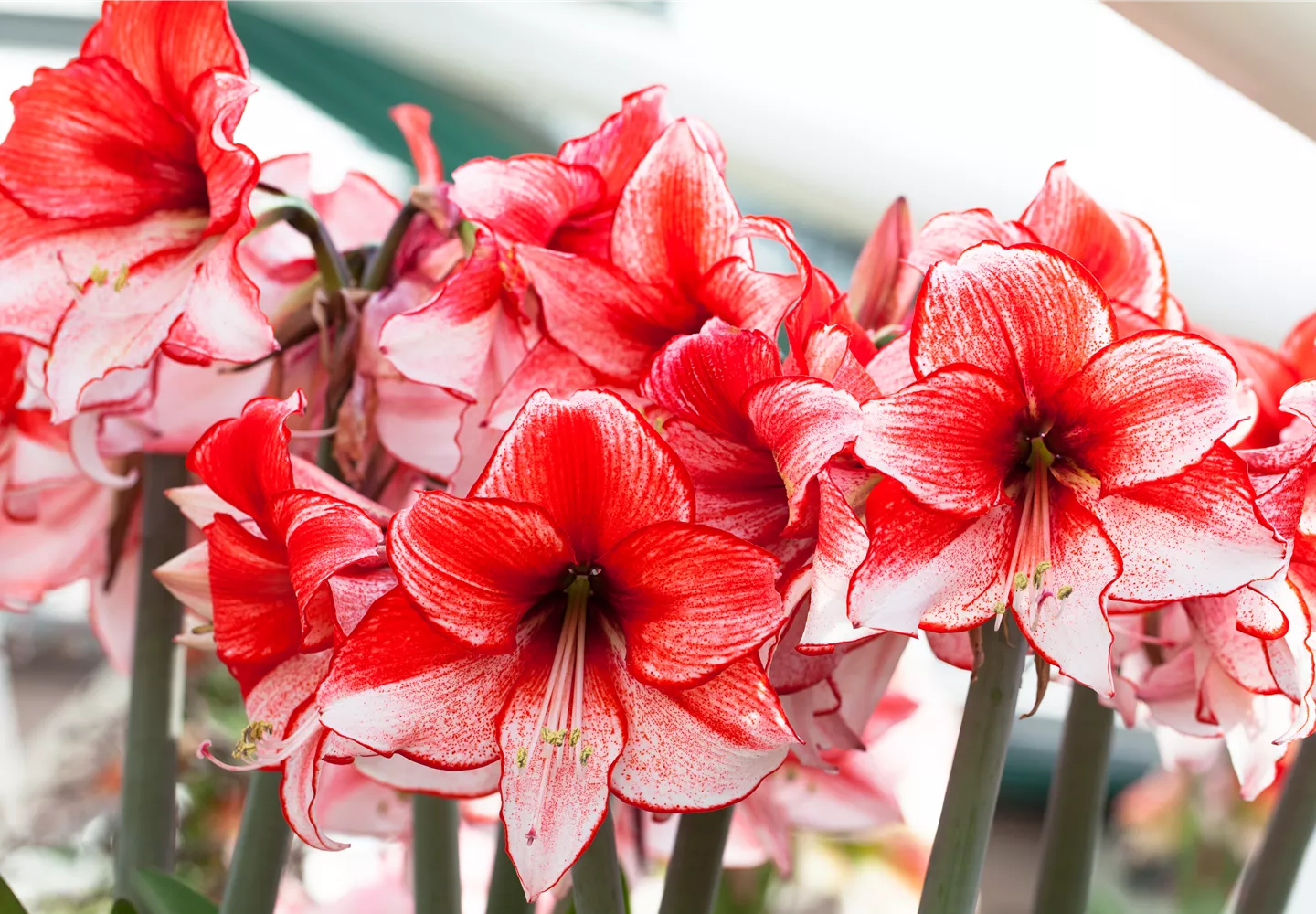 Amaryllis – pflanzen und pflegen im Haus Amaryllis – pflanzen und pflegen im Haus