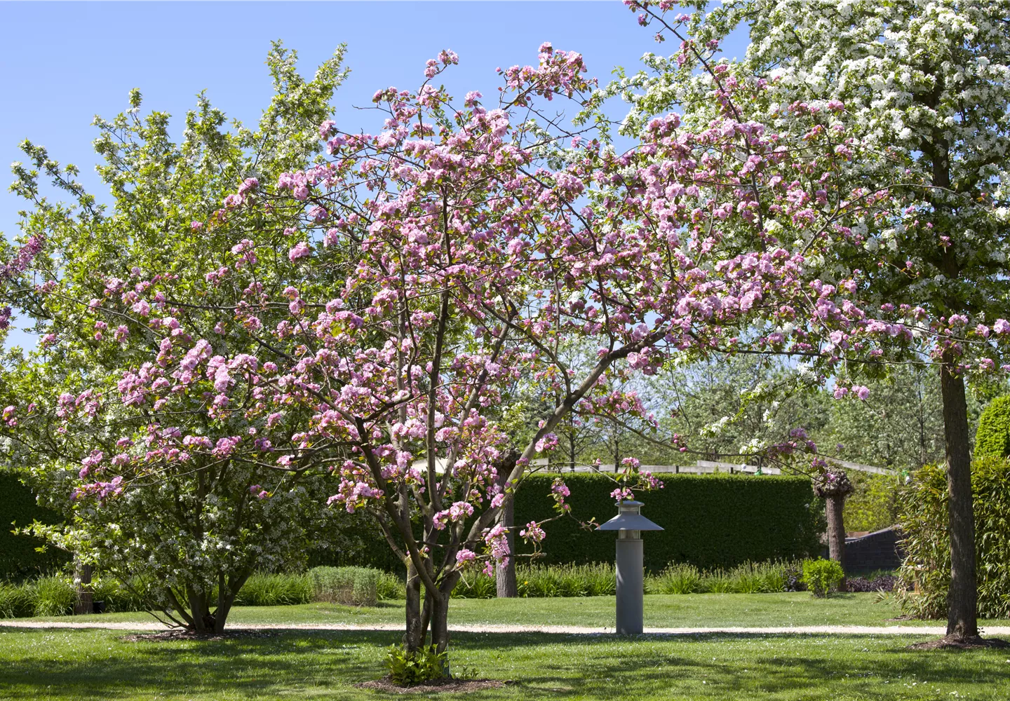 Obstgehölze schneiden - Basis ertragreicher Ernten