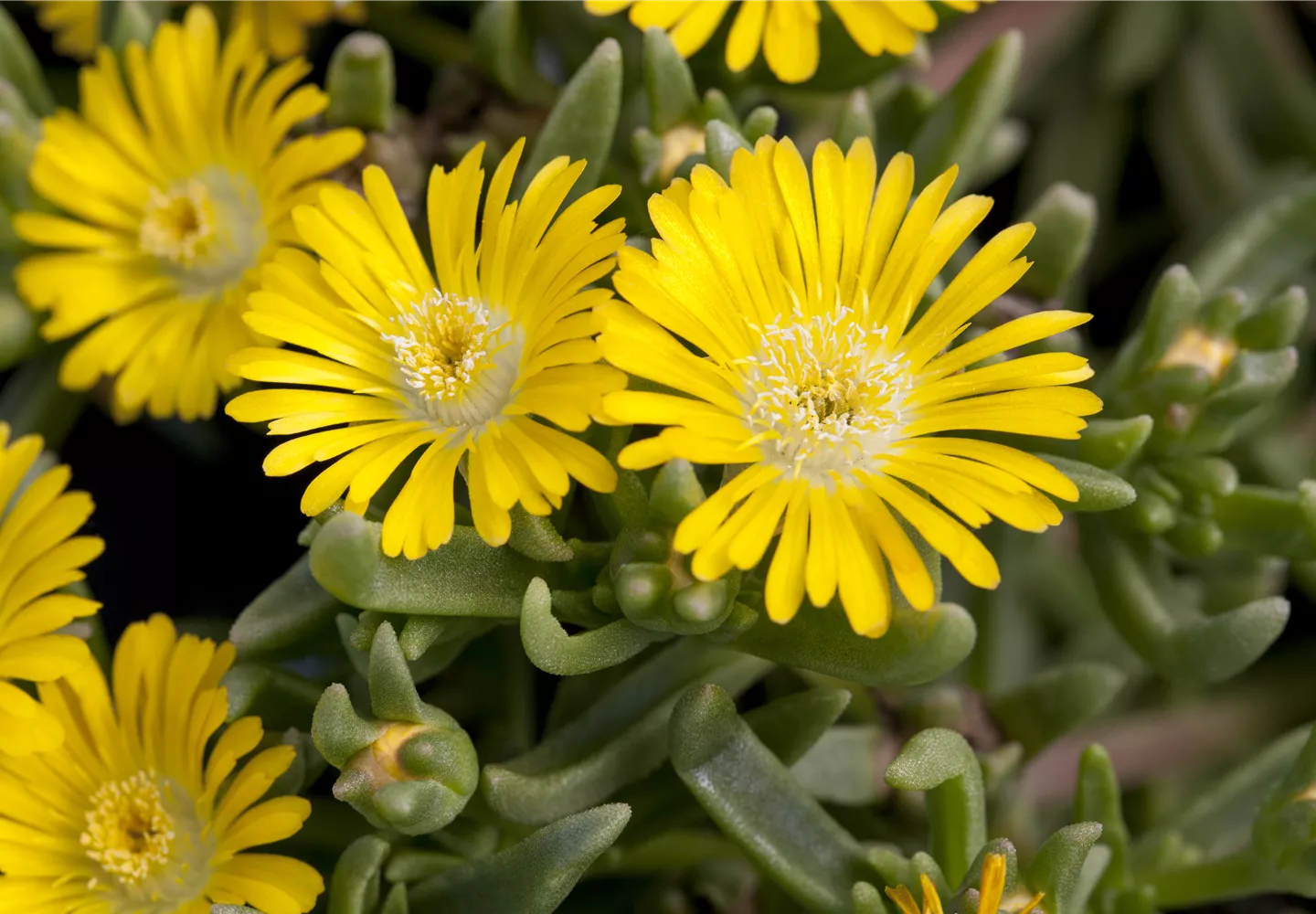 Winterharte Eisblumen (Delosperma congesta) für den Steingarten
