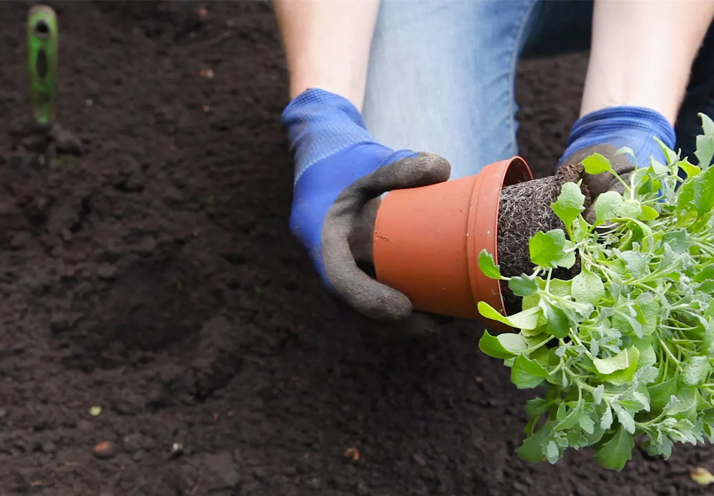 Blaukissen - Einpflanzen im Garten