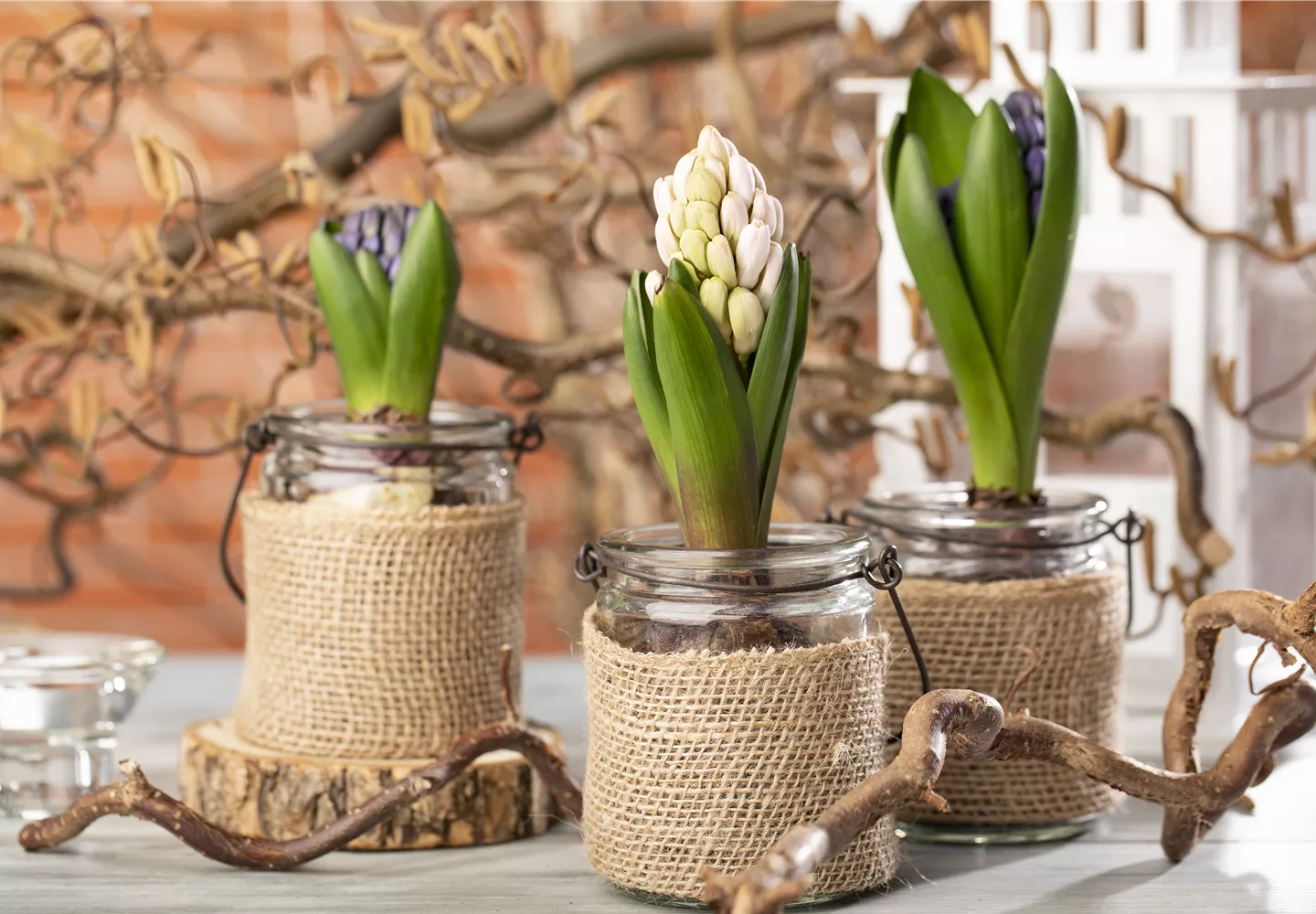 Hyazinthen als Dekoration zu Weihnachten Hyazinthen als Dekoration zu Weihnachten