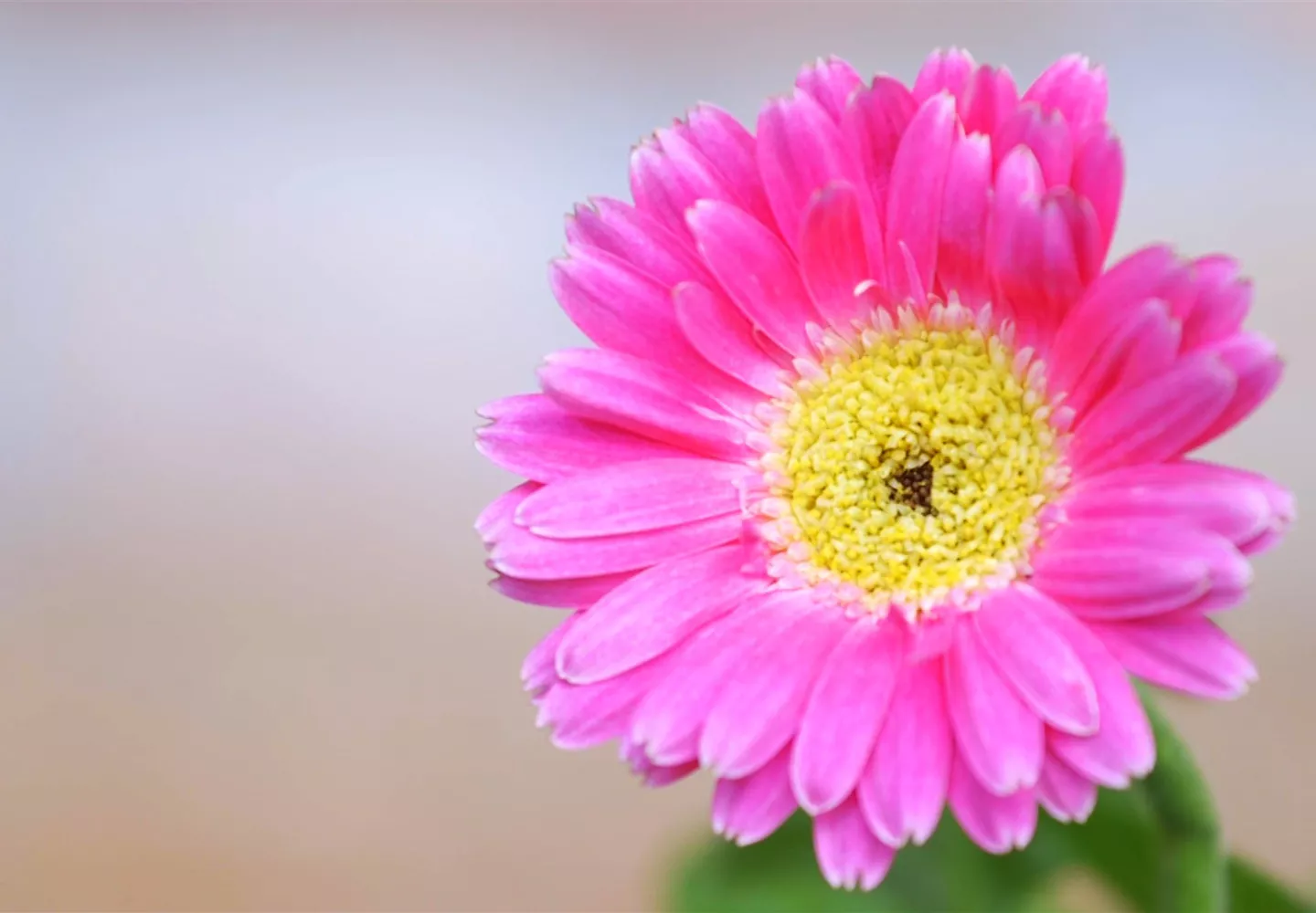 Gerbera - Einpflanzen im Garten