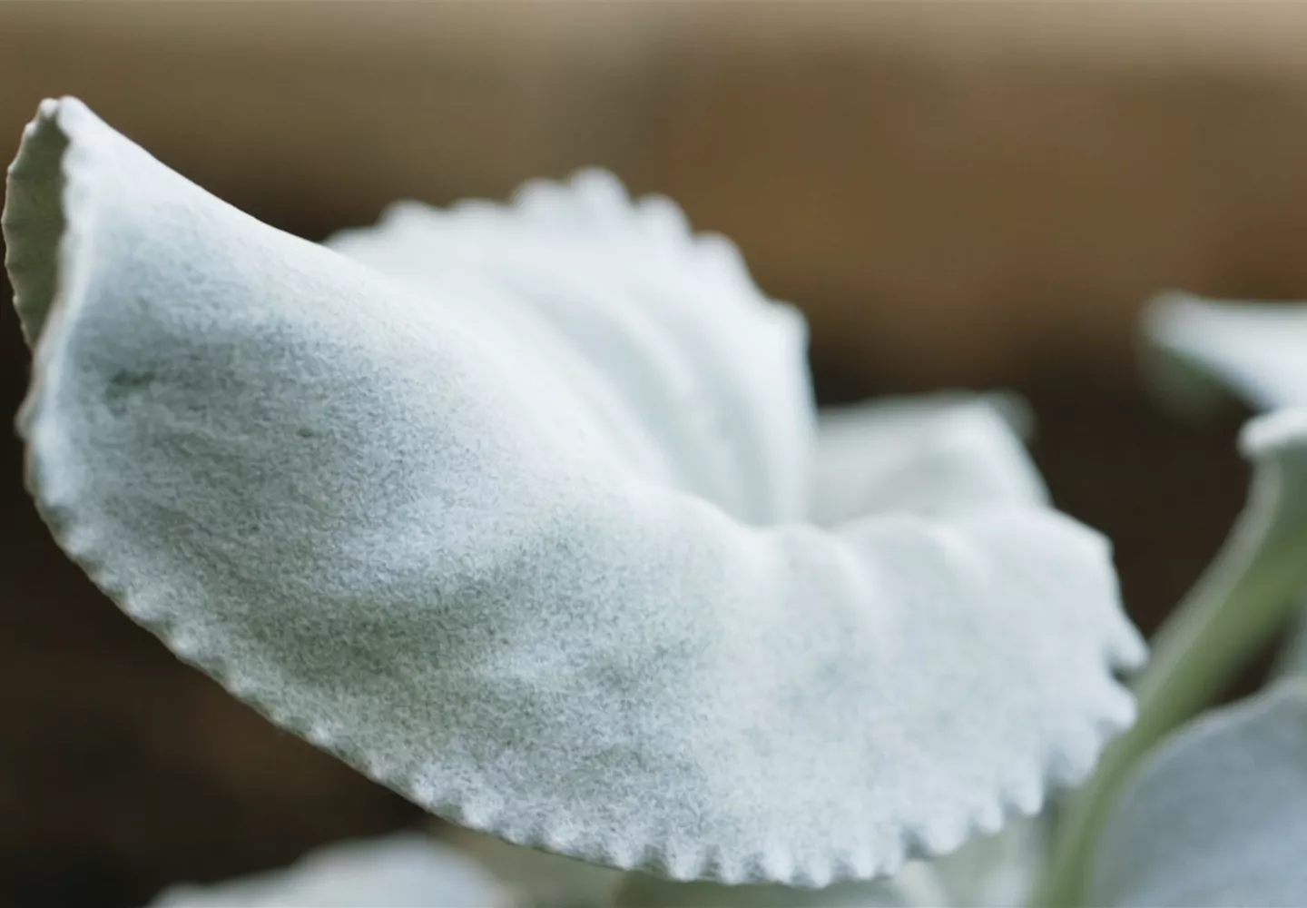 Silberblatt (Senecio) - Einpflanzen im Garten Silberblatt (Senecio) - Einpflanzen im Garten