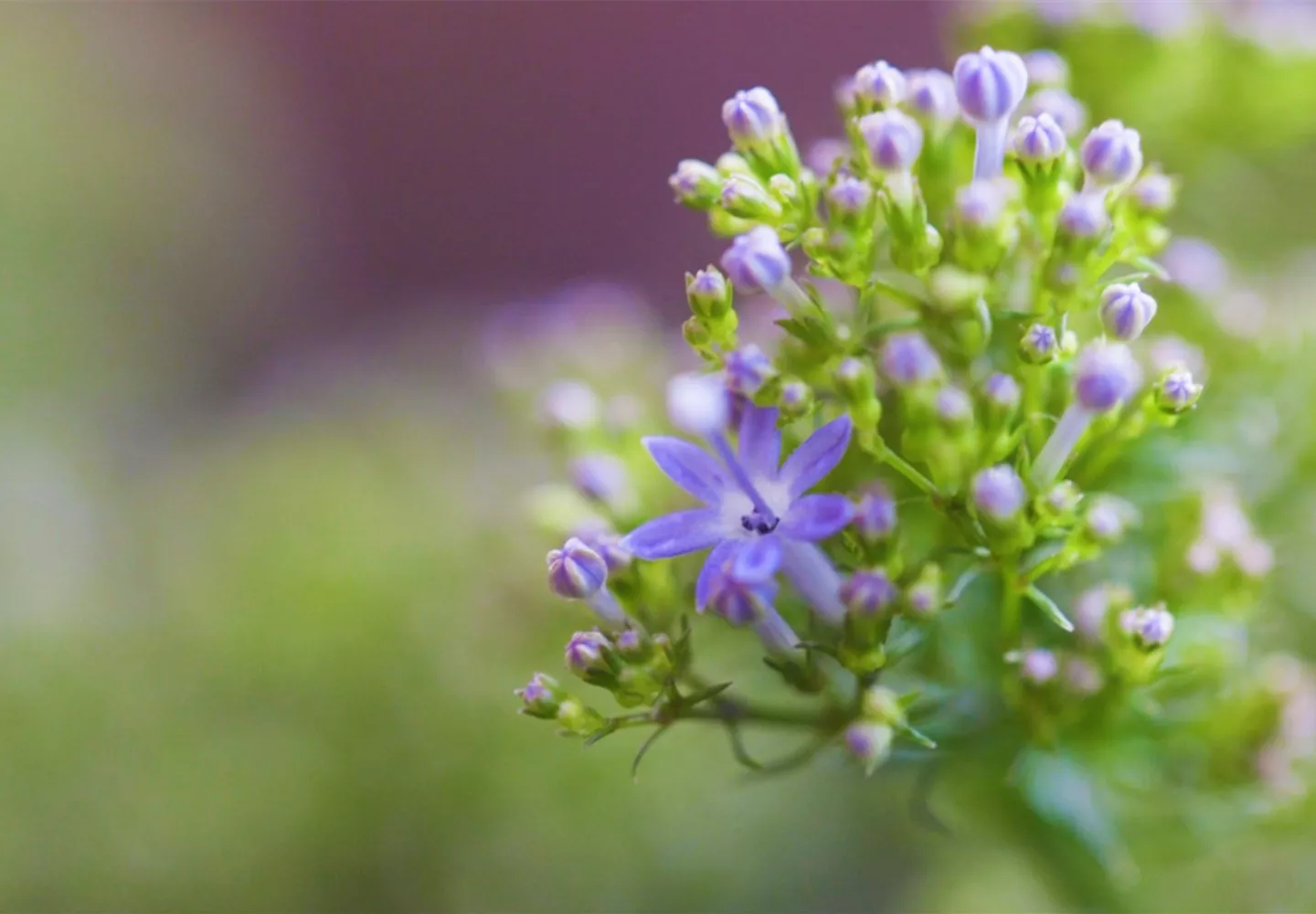 Blaues Halskraut - Einpflanzen im Garten