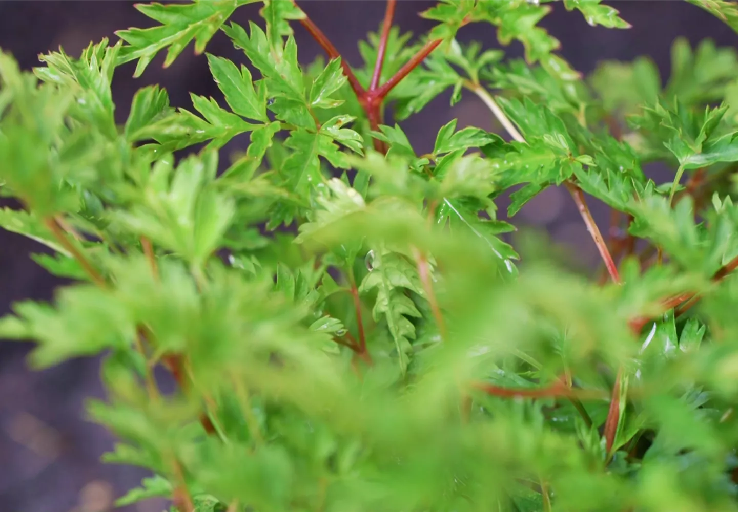 Geißbart - Einpflanzen im Garten