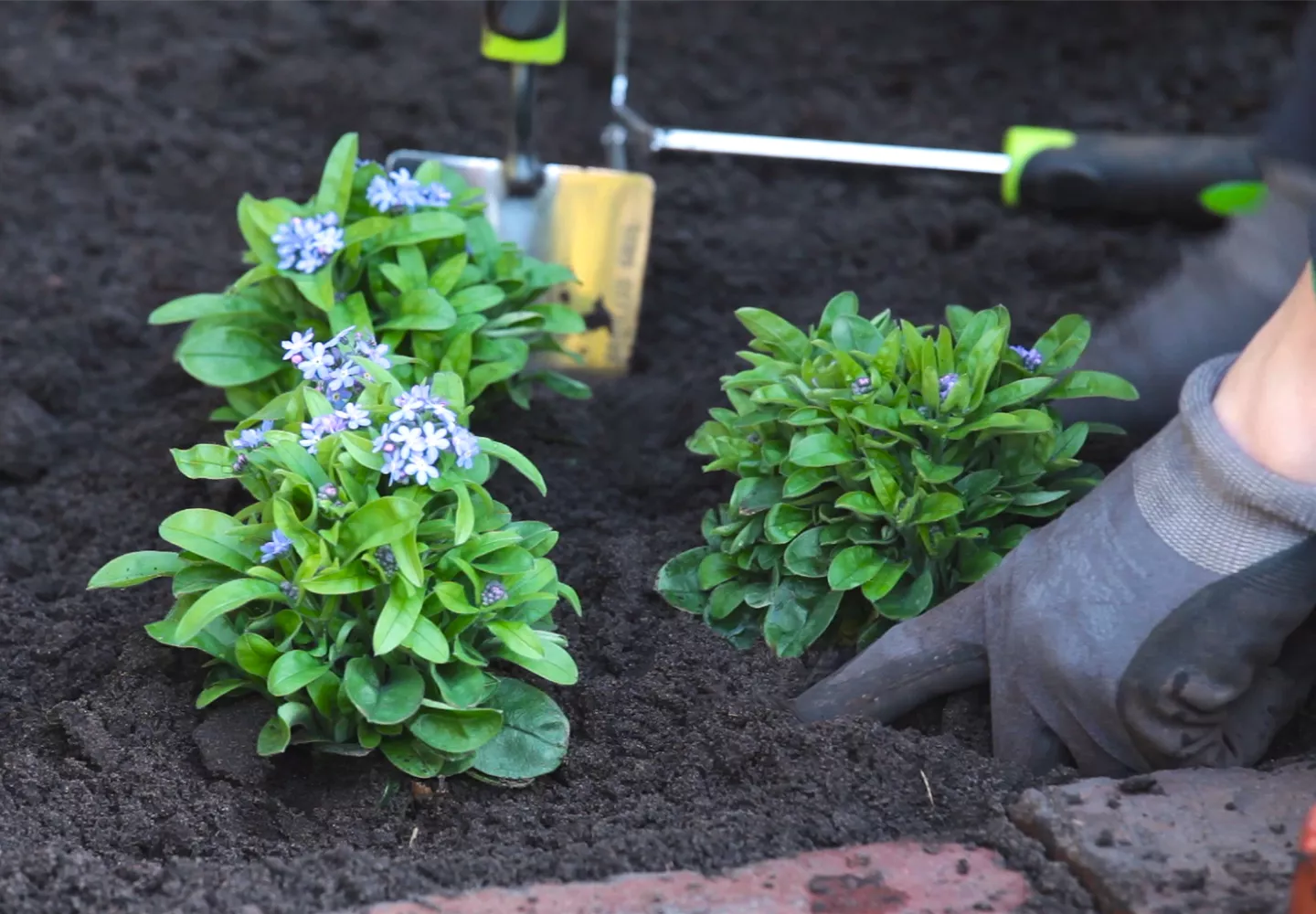 Vergissmeinnicht - Einpflanzen im Garten