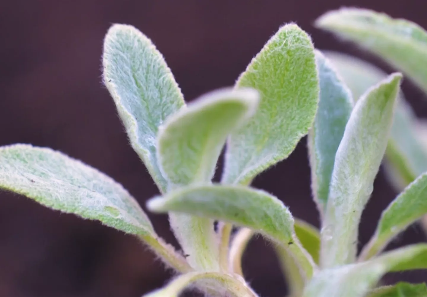 Woll-Ziest - Einpflanzen im Garten Woll-Ziest - Einpflanzen im Garten
