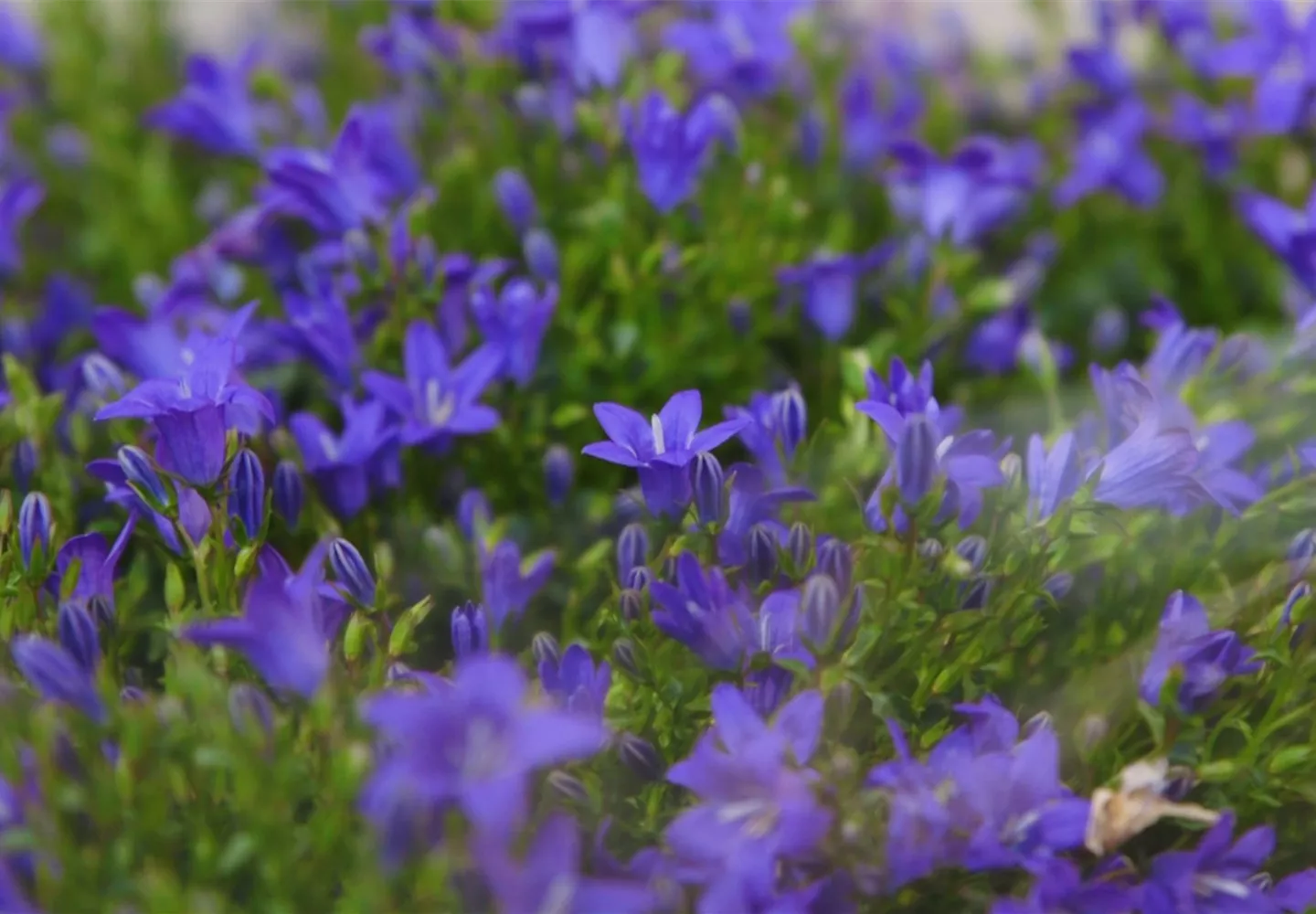 Glockenblume - Einpflanzen in den Garten