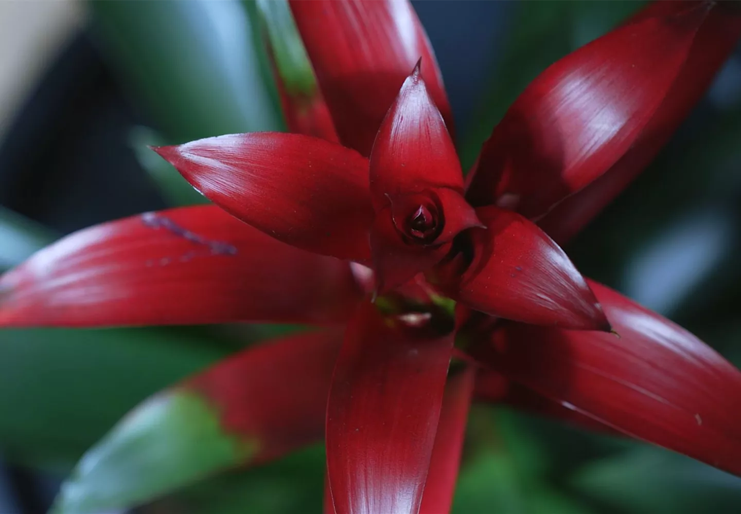 Bromelie (rot) - Umtopfen