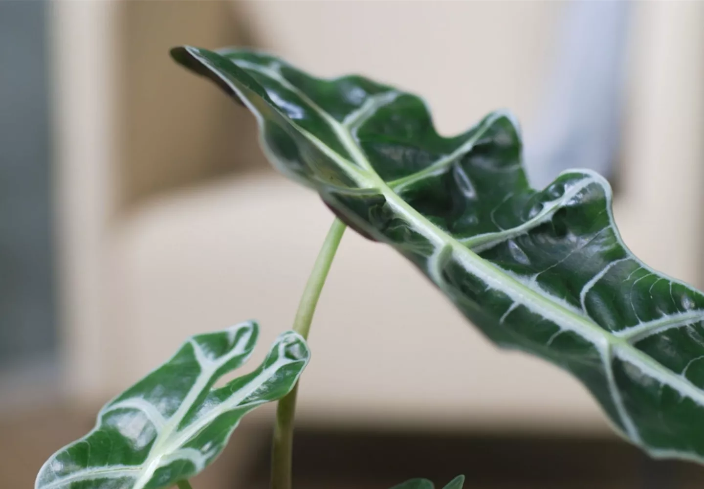 Pfeilblatt- Umtopfen