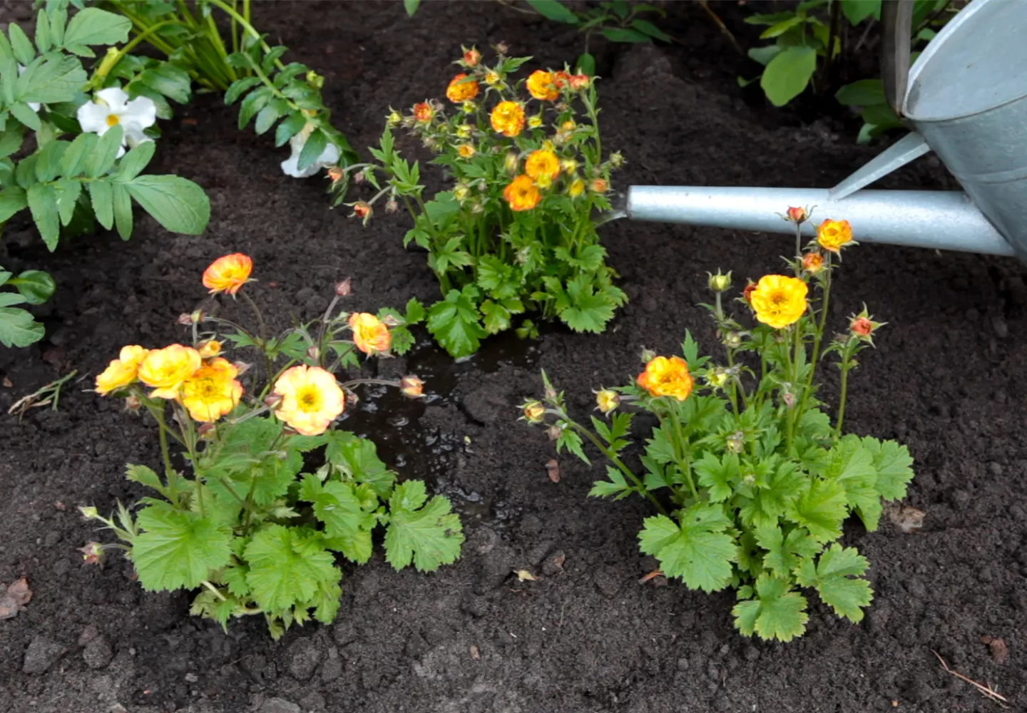 Nelkenwurz - Einpflanzen im Garten Nelkenwurz - Einpflanzen im Garten