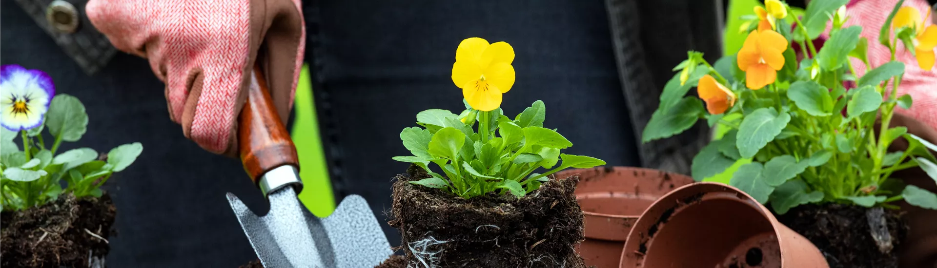 Erde - Hornveilchen einpflanzen Erde - Hornveilchen einpflanzen