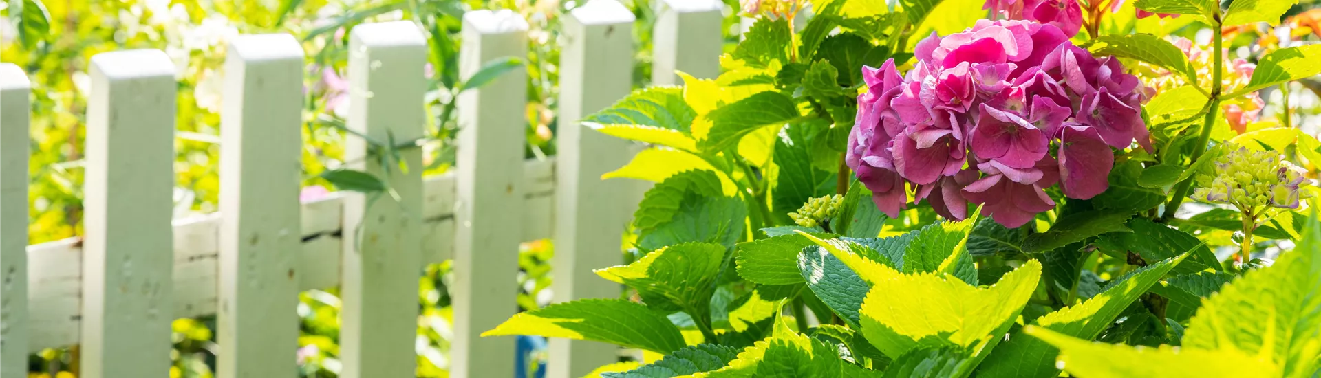 Hortensie am Zaun
