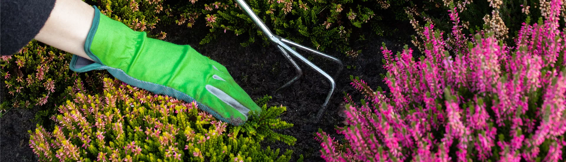 Heidebeet pflegen Heidebeet pflegen