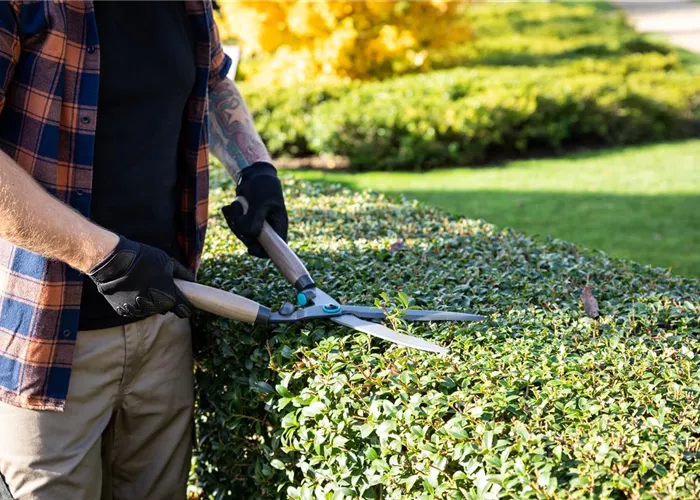 Hecken-, Strauch- und Baumschnitt