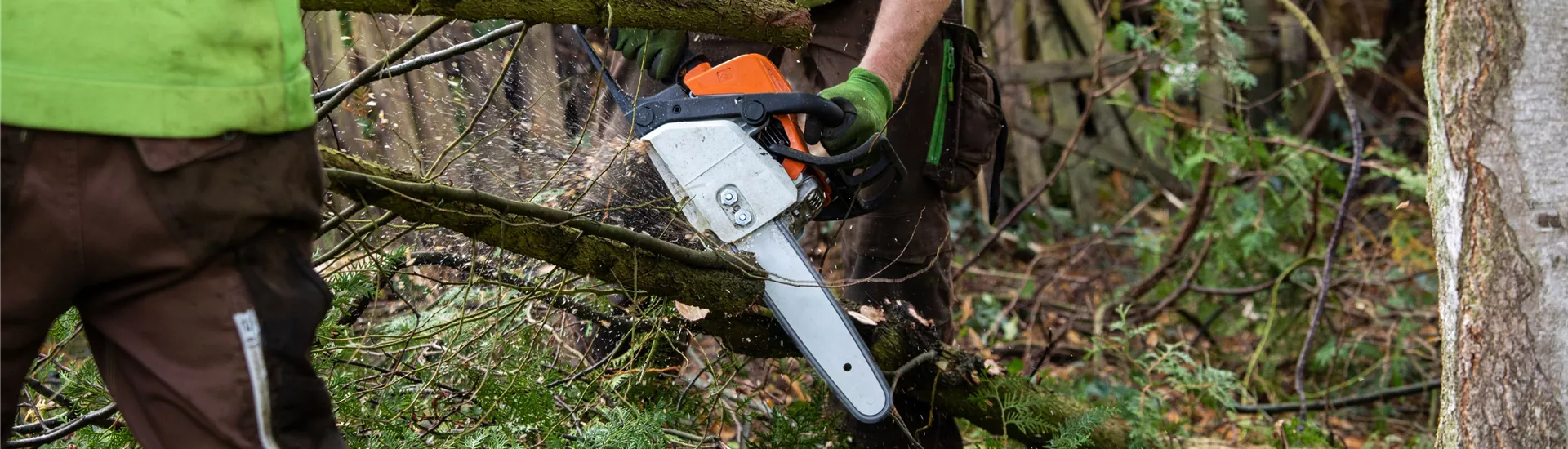 Gartenbau - Baum fällen