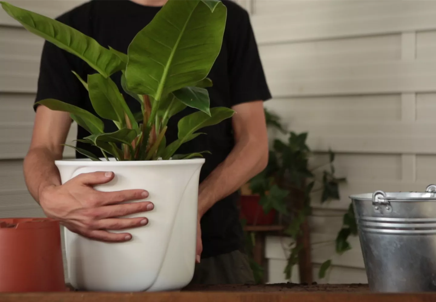 Philodendron - Einpflanzen in ein Gefäß