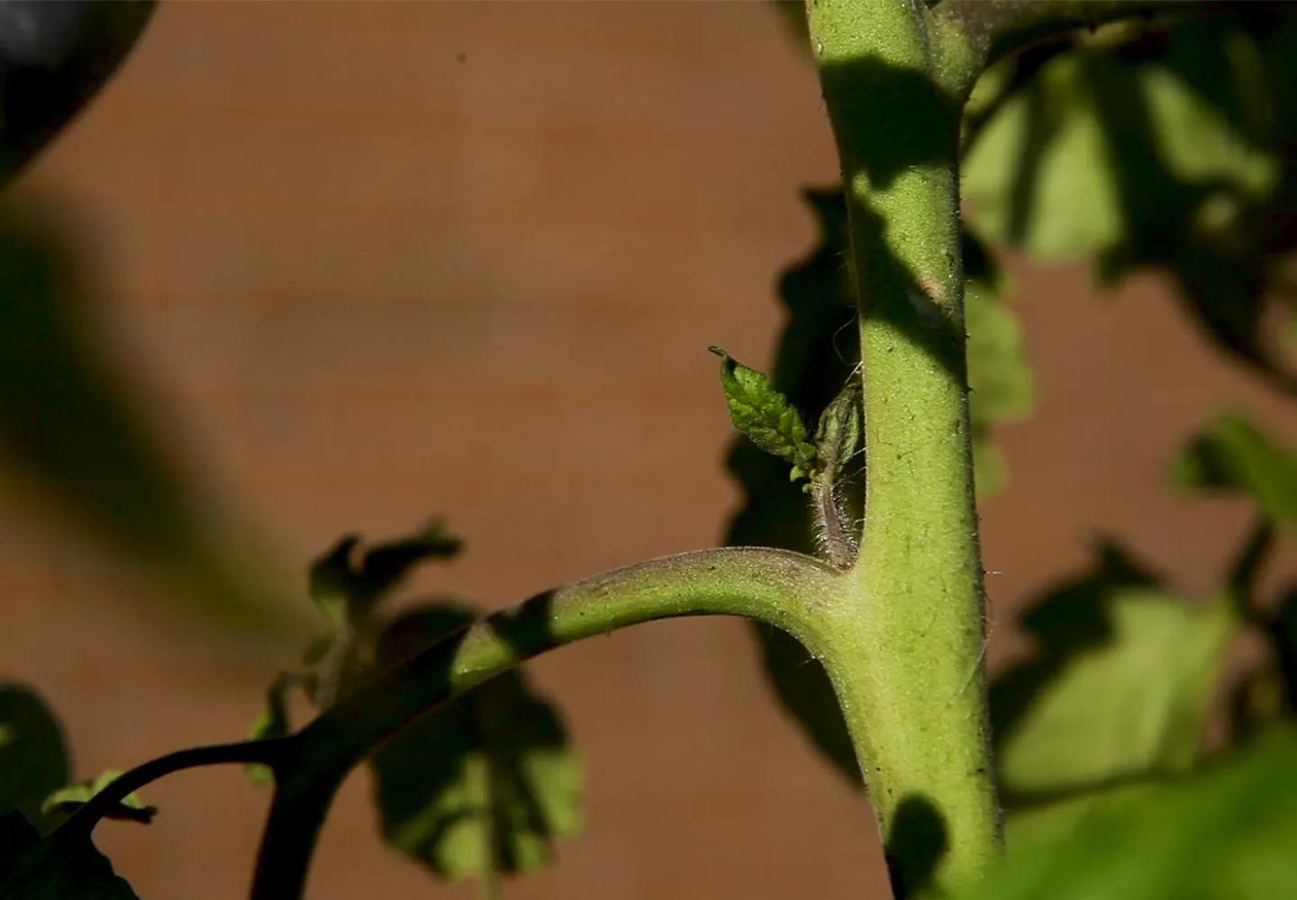 Wie machst du das? - Tomaten ausgeizen