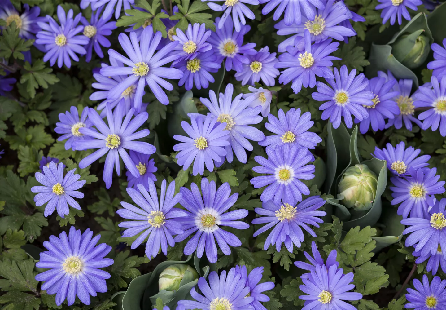 Anemonen – zarte Windröschen im Garten Anemonen – zarte Windröschen im Garten