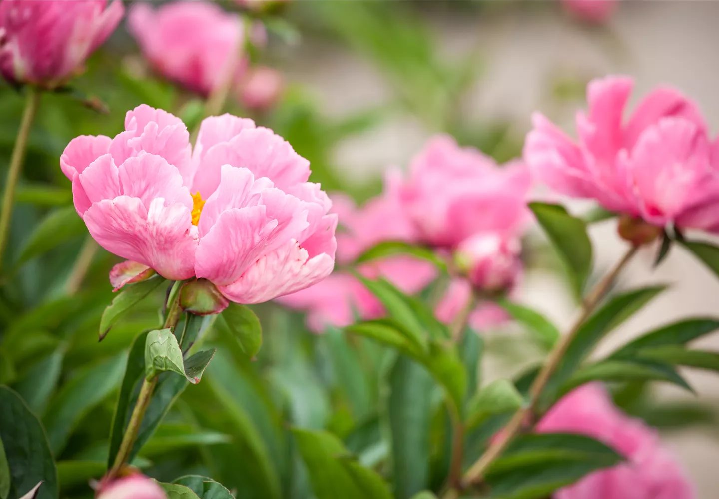 Ein Frühling voller Päonien