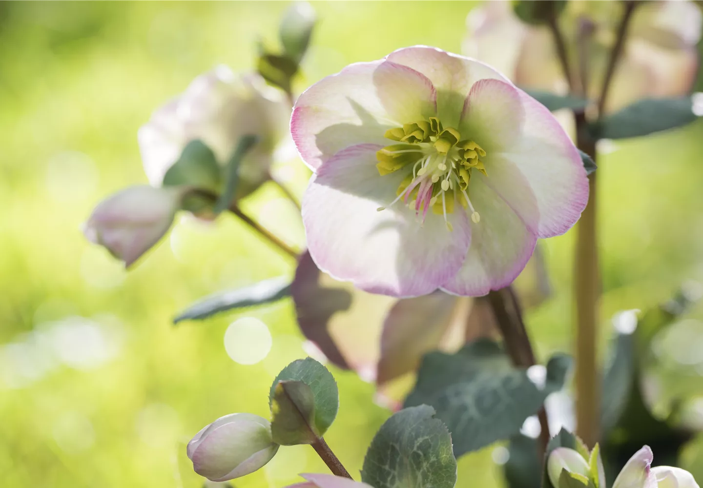 Fleur primeur - zarte Frühlingsgrüße aus dem Blumengarten