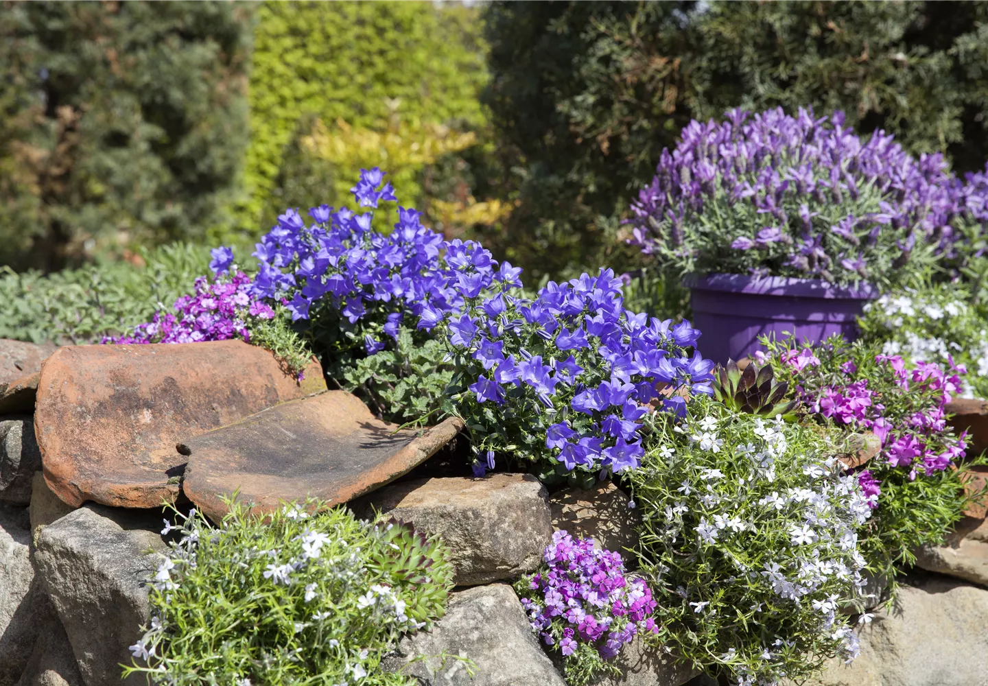 Gartenarbeiten im Mai