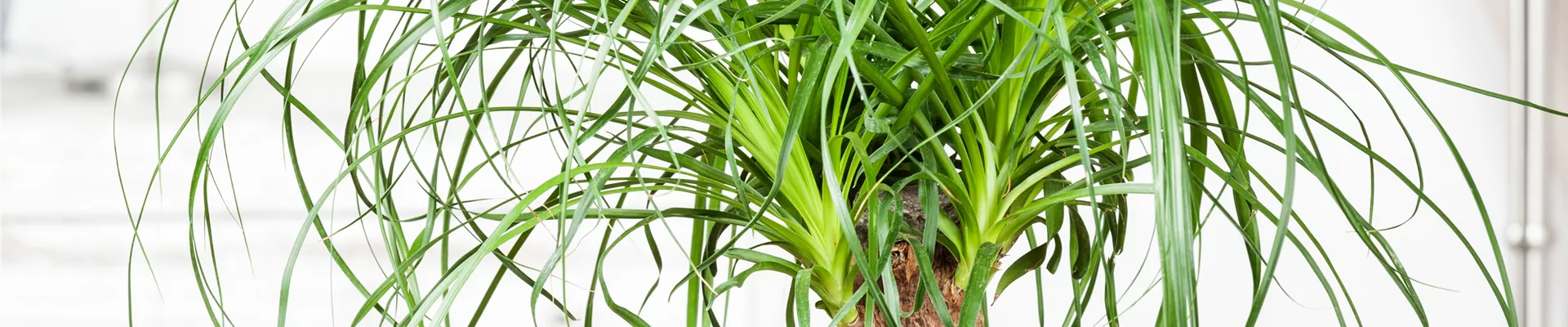 Beaucarnea recurvata Beaucarnea recurvata