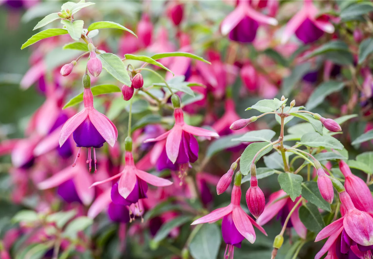 Fuchsien als Blickfang