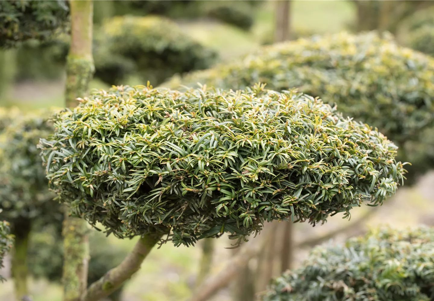 Koniferen schmücken das ganze Jahr