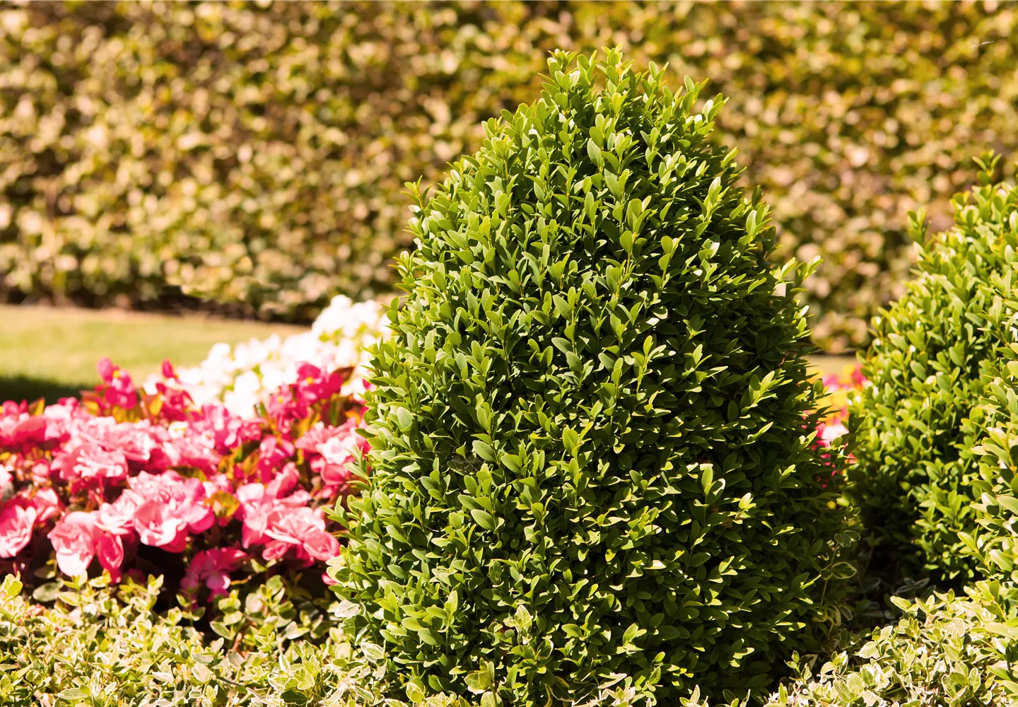 Alles über Buchs Alles über Buchs