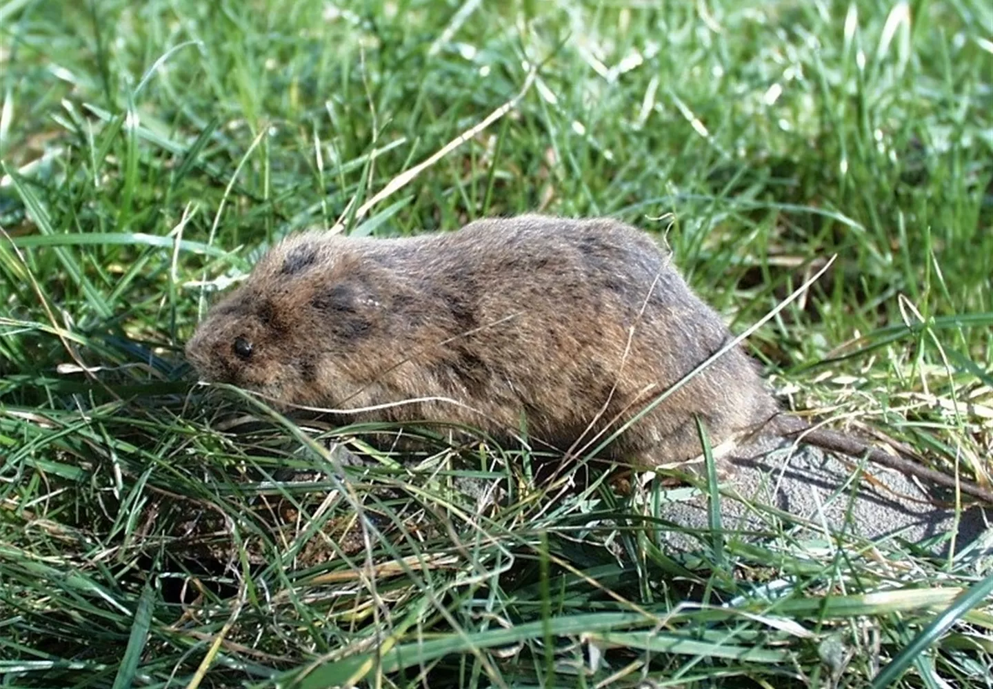 Schutz vor Wühlmäusen – was schafft effektive Abhilfe? Schutz vor Wühlmäusen – was schafft effektive Abhilfe?