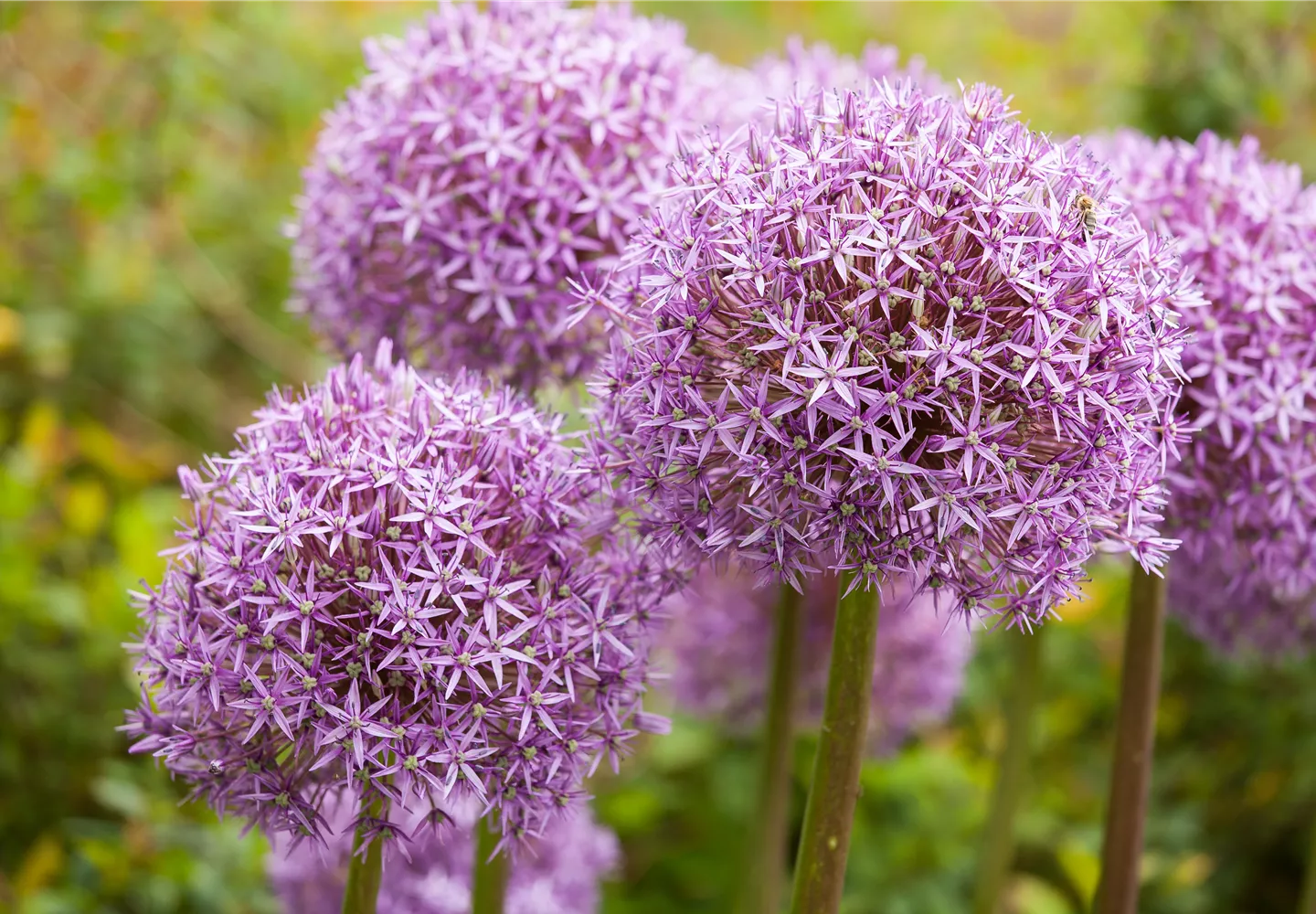 Allium – eleganter Zierlauch Allium – eleganter Zierlauch